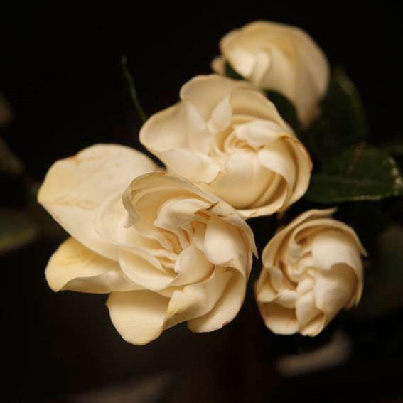 Arquiste Boutonnière No.7 eau de parfum gardénia 100ml