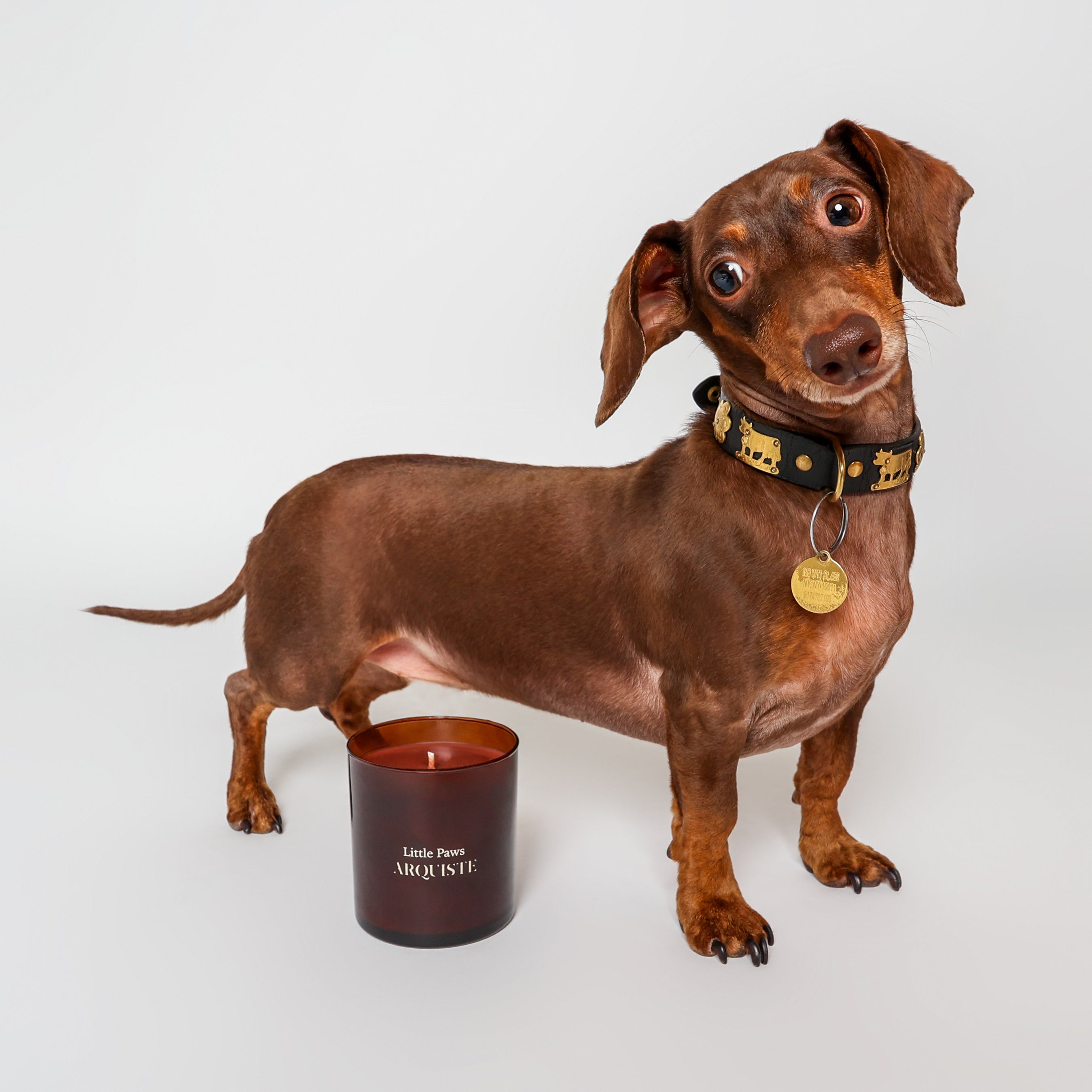 Arquiste Little Paws bougie parfumée 255g vanille